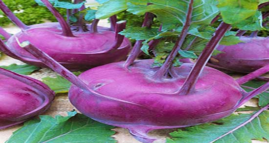 خواص کلم سنگ چیست ؛ فواید مصرف کلم سنگ برای بارداران چیست