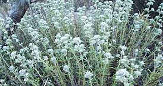 خواص کلپوره برای رحم ؛ فواید مصرف کلپوره برای رحم نی نی سایت