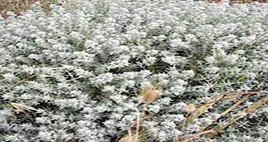 خواص کلپوره برای نوزاد ؛ فواید مصرف کلپوره برای درمان اسهال کودکان