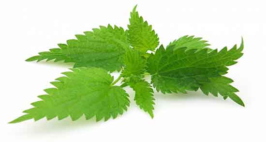 خواص گزنه برای باردار شدن ؛ فواید گزنه داروی گیاهی برای بارداری دوقلو