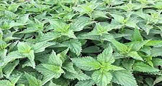 خواص گزنه برای دیابت ؛ فواید مصرف گزنه برای کنترل دیابت بارداری