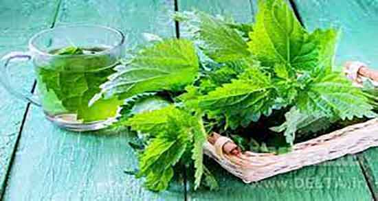 خواص گزنه برای رحم ؛ خاصیت مصرف گزنه برای درمان کیست رحم