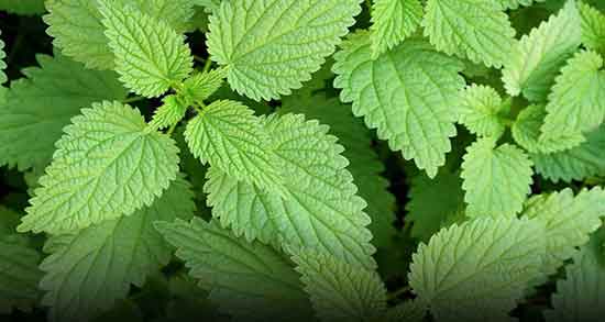 خواص گزنه برای قاعدگی ؛ فواید مصرف عرق گزنه برای درد قاعدگی