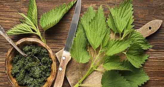 خواص گزنه برای قناری ؛ فواید مصرف گزنه برای تقویت صدای قناری