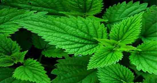 خواص گزنه برای مو ؛ فواید مصرف گزنه برای تقویت موی سر کودکان