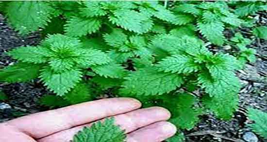 خواص گزنه برای چشم ؛ گزنه داروی گیاهی برای تقویت عصب چشم