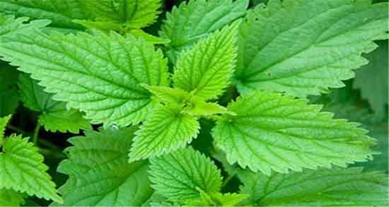 خواص گزنه برای کیست تخمدان ؛ فواید مصرف گزنه برای کیست تخمدان