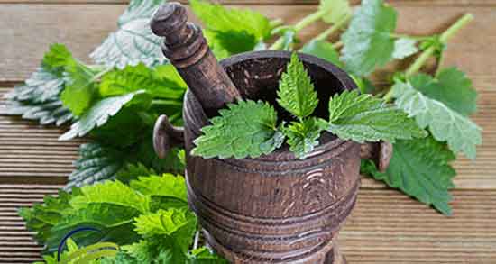 خواص گزنه در بارداری ؛ خاصیت دمنوش گزنه برای زنان باردار چیست