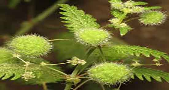 خواص گزنه در بدنسازی ؛ ایا گیاه گزنه برای ورزشکاران مفید است