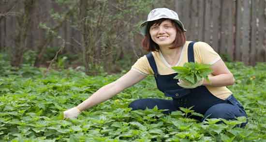 خواص گزنه در بیماری زنان ؛ فواید مصرف گزنه برای عفونت رحم زنان