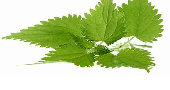 خواص گزنه لاغری ؛ فواید مصرف گزنه برای چربی سوزی شکم و پهلو