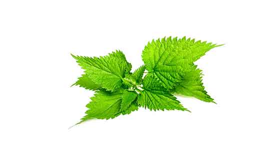 خواص گزنه چیست ؛ خواص و مضرات دمنوش گزنه برای قاعدگی چیست
