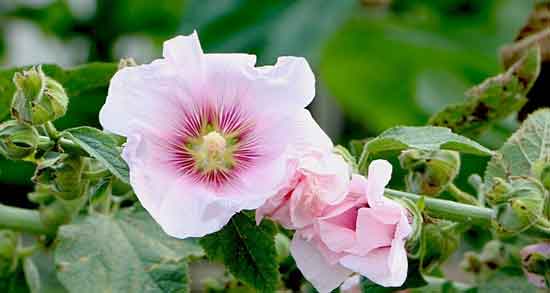 خواص گل ختمی برای سرفه و تاثیر استفاده از دمنوش گل ختمی برای درمان سرفه خواص گل ختمی برای سرفه ؛ تاثیر استفاده از دمنوش گل ختمی برای درمان سرفه