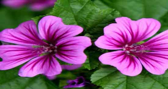 خواص گل ختمی برای کلیه و آیا مصرف گل ختمی برای کلیه مفید است خواص گل ختمی برای کلیه ؛ آیا مصرف گل ختمی برای کلیه مفید است