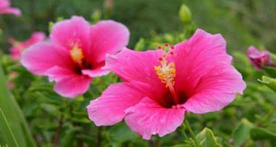 خواص گل ختمی در بارداری و بررسی خواص استفاده از گل ختمی برای زن باردار خواص گل ختمی در بارداری ؛ بررسی خواص استفاده از گل ختمی برای زن باردار