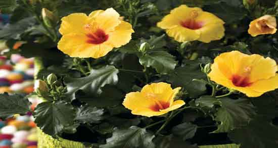 خواص گل ختمی زرد و آشنایی با خاصیت دارویی گل ختمی زرد برای سلامتی خواص گل ختمی زرد ؛ آشنایی با خاصیت دارویی گل ختمی زرد برای سلامتی