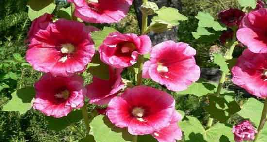 خواص گل ختمی و آویشن و بررسی خواص درمانی مصرف گل ختمی و آویشن برای سلامتی خواص گل ختمی و آویشن ؛ بررسی خواص درمانی مصرف گل ختمی و آویشن برای سلامتی