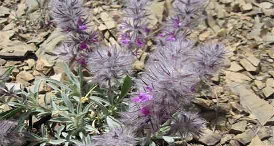 خواص گل کوفته برای قاعدگی و ایا خوردن گل کوفته برای خونریزی خوبه خواص گل کوفته برای قاعدگی ؛ ایا خوردن گل کوفته برای خونریزی خوبه