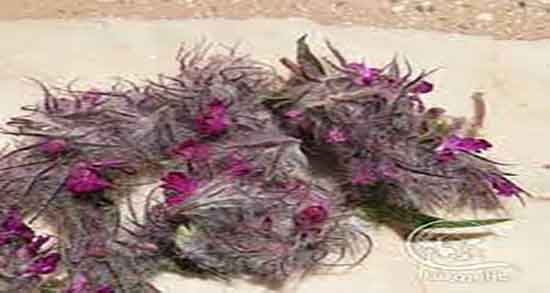 خواص گل کوفته چیست ؛ فواید مصرف گل کوفته برای سرماخوردگی