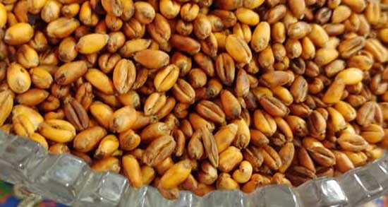 خواص گندم برشته شده ؛ ایا گندم برشته شده برای انواع سالاد مفیده