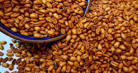 خواص گندم برشته شیرین و فواید استفاده از گندم برشته شیرین چیست خواص گندم برشته شیرین ؛ فواید استفاده از گندم برشته شیرین چیست