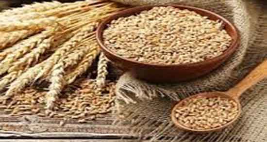 خواص گندم بو داده ؛ برای لاغری و کودکان نی نی سایت در بارداری چاق میکند