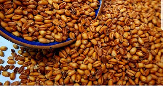 خواص گندم بو داده در طب سنتی ؛ فواید گندم بو داده از نظر طب سنتی