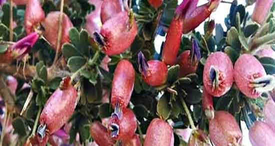 خواص گیاه انزروت ؛ فواید مصرف گیاه انزوت برای درمان زخم معده