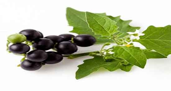 خواص گیاه تاجریزی در طب سنتی ؛ فواید گیاه تاجریزی از نظر طب سنتی