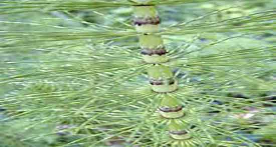 خواص گیاه دم اسب در طب سنتی ؛ فواید گیاه دم اسب در طب سنتی