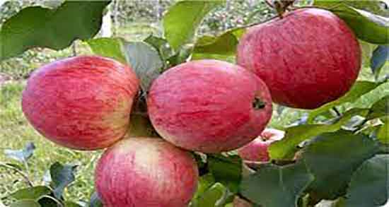 خوردن سیب گلاب در بارداری ؛ ایا سیب گلاب برای زنان باردار مفید است