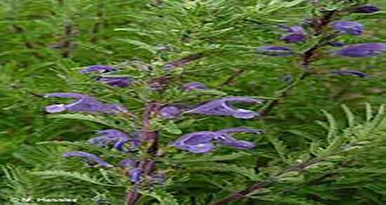 خوردن گل کوفته در بارداری ؛ ایا دمنوش گل کوفته برای زنان باردار مفیده