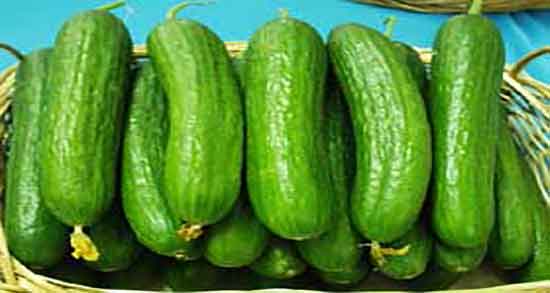 خیار سبز برای سگ و ایا مصرف خیار سبز برای حیوانات مفید است خیار سبز برای سگ ؛ ایا مصرف خیار سبز برای حیوانات مفید است