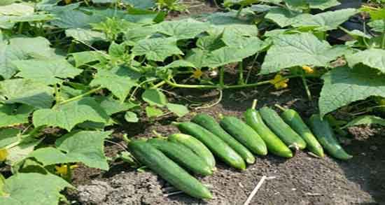 خیار سبز در بارداری ؛ ایا خوردن خیار سبز برای زنان باردار مضر است