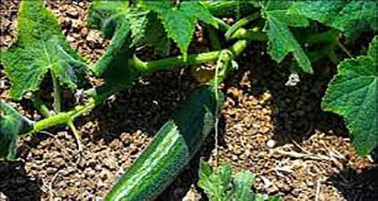 خیار سبز و دیابت بارداری ؛ خوردن خیار سبز و کنترل قند خون زنان باردار