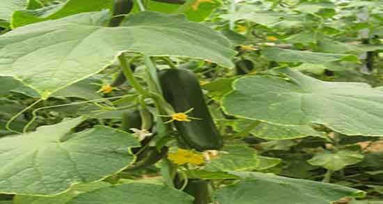 خیار سبز و دیابت ؛ کنترل قندخون کودکان با خوردن روزانه خیار سبز