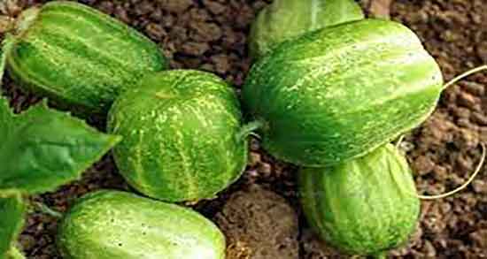 خیار سبز و یبوست و درمان یبوست شدید کودکان با خوردن خیار سبز خیار سبز و یبوست ؛ درمان یبوست شدید کودکان با خوردن خیار سبز