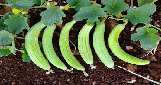 خیار چنبر برای دیابت ؛ فواید خوردن خیار چنبر برای کاهش قندخون