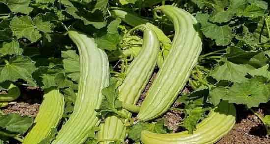 خیار چنبر برای سنگ کلیه ؛ تاثیر مصرف خیار چنبر برای دفع و از بین بردن سنگ کلیه