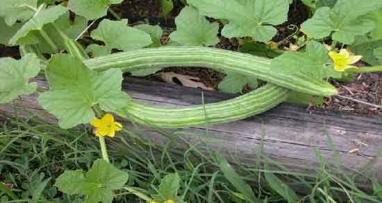 خیار چنبر در طب اسلامی و خواص و مضرات خیار چنبر از دیدگاه طب اسلامی خیار چنبر در طب اسلامی ؛ خواص و مضرات خیار چنبر از دیدگاه طب اسلامی