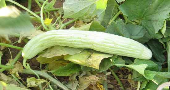 خیار چنبر و دیابت بارداری ؛ فواید مصرف خیار چنبر برای درمان دیابت بارداری