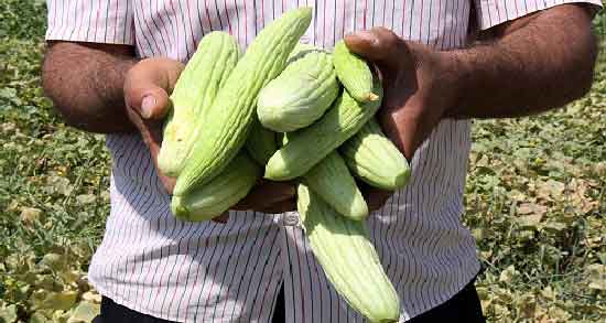 خیار چنبر و دیابت و کاهش و تنظیم قند خون با خوردن خیار چنبر خیار چنبر و دیابت ؛ کاهش و تنظیم قند خون با خوردن خیار چنبر