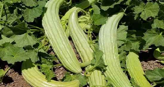 خیار چنبر و یبوست و فیبر موجود در خیار چنبر مفید برای درمان یبوست خیار چنبر و یبوست ؛ فیبر موجود در خیار چنبر مفید برای درمان یبوست