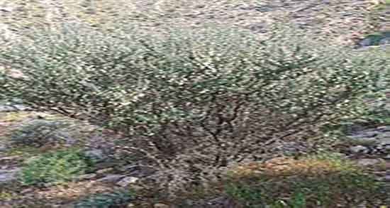 درخت انزروت و ایا در ایران درخت انزروت وحشی رشد میکند یا نه درخت انزروت ؛ ایا در ایران درخت انزروت وحشی رشد میکند یا نه