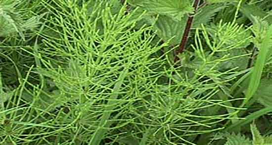 دم اسب برای مو ؛ فواید مصرف روغن دم اسب برای تقویت موی سر