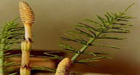 دم اسب برای چی خوبه ؛ خاصیت مصرف روغن دم اسب برای پوست بدن