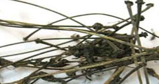 دم گیلاس برای چی خوبه ؛ خواص مصرف دم گیلاس برای سنگ کلیه