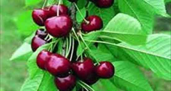 دم گیلاس درمان سنگ کلیه ؛ تاثیر مفید جوشانده دم گیلاس برای سنگ کلیه
