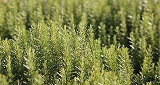 دمنوش رزماری برای ریه ؛ بخور رزماری برای عفونت ریه و سرماخوردگی