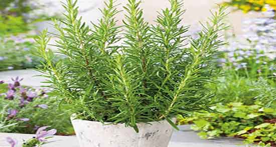 دمنوش رزماری و رزماری ؛ مصرف دمنوش رزماری برای ریزش موی سر